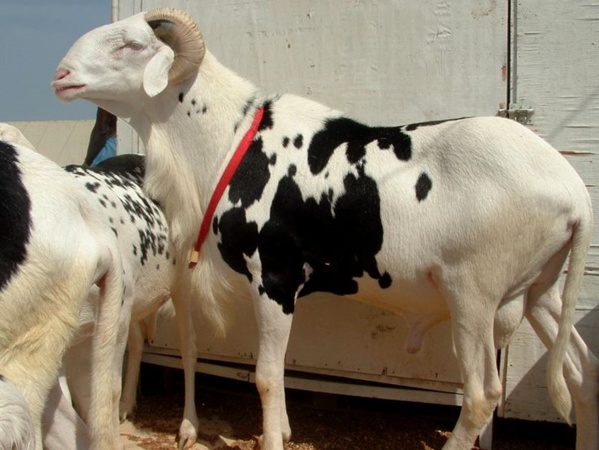 Braquage : 12 hommes armés attaquent les fermes de Deni Biram Ndao, Campement Nguekhokh et Niaga et disparaissent avec 53 moutons, dont 13 femelles ladoum