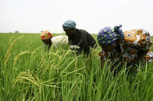 COMMERCE-Risque de mévente du riz local sans une planification des importations (importateur)