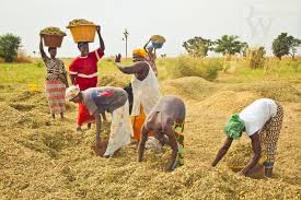 Agriculture: 19 milliards de Fcfa pour améliorer la résilience à l'insécurité alimentaire