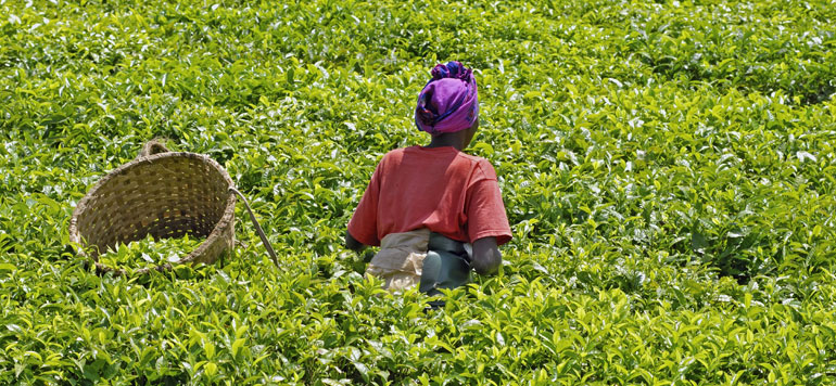 L’Union européenne injecte près de 30 millions d’euros pour le développement durable de l’Afrique