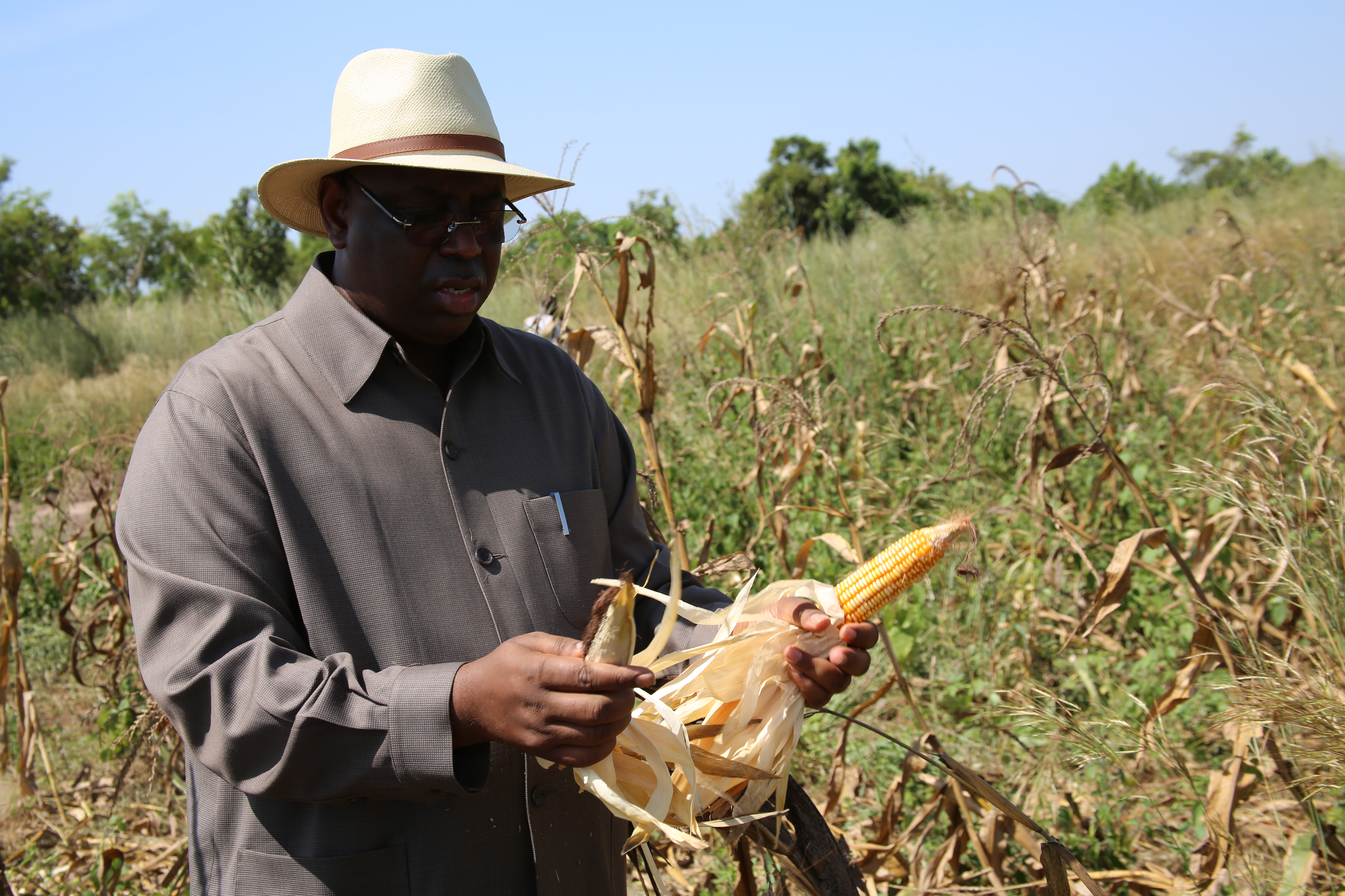 Le président Macky Sall entrain de cultiver son champs