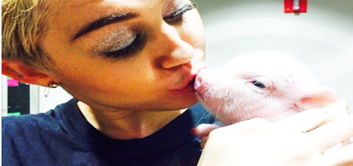 Miley Cyrus allaite et embrasse un porc [photos]