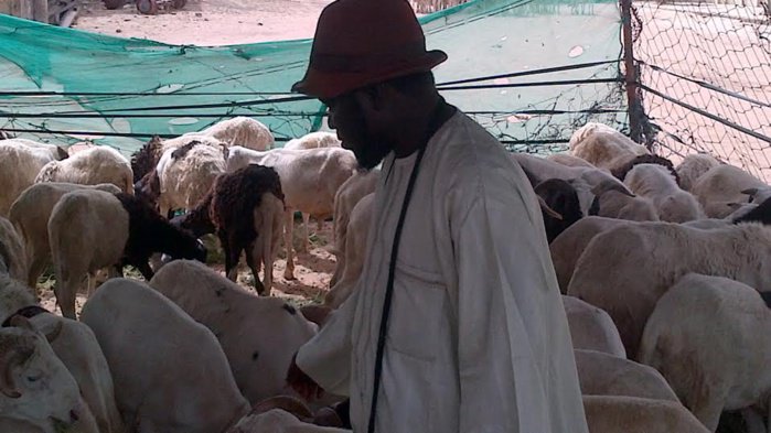 Le député Abdou Lahad Seck Sadaga est aussi un vendeur de moutons