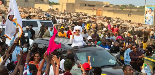 [Photos] Magal 2024 : L’arrivée des bœufs de Sokhna Aïda Diallo à Médinatoul Salam