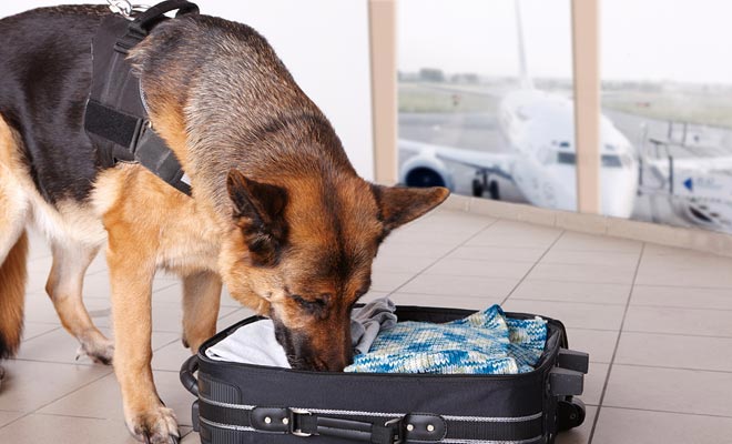 Levée de la suspension du fret de Dakar par la France: Des chiens renifleurs à l'aéroport pour fouiller les colis