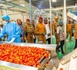 Burkina Faso : Ouverture d’une deuxième usine de transformation de tomates grâce au succès de l’actionnariat populaire