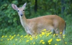 Farba Senghor débarque devant le Palais de la Justice avec une biche