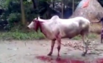 Incroyable mais vrai : Une vache refuse de mourir même égorgée