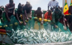 Message du Nouvel an: Le Gouvernement va poursuivre la modernisation de la pêche artisanale, assure Macky Sall